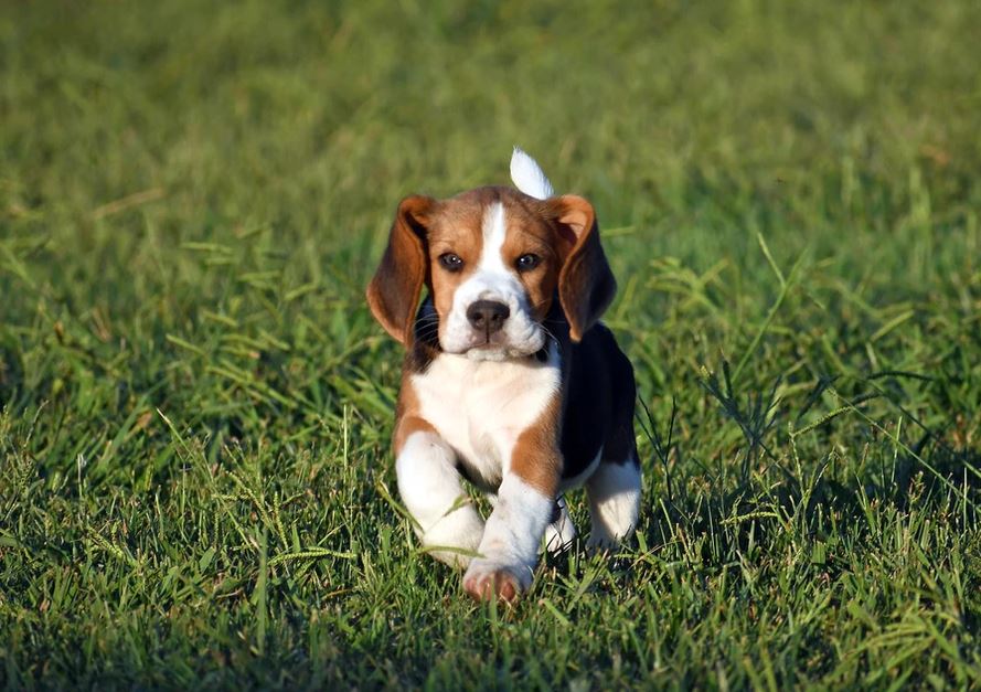 Beagle Pups